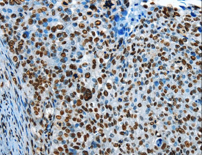 CREB1 / CREB Antibody