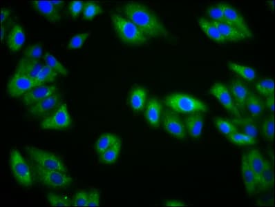 Polyclonal Rabbit anti-Human NEPH2 / KIRREL3 Antibody (IF)