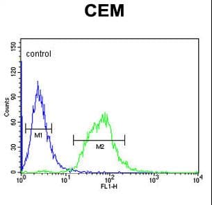 IHC-plus™ SLC22A6 / OAT1 Antibody (aa513-541)