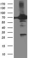 Monoclonal Mouse anti-Human Dipeptidyl Peptidase 3 / DPP3 Antibody (clone OTI4B6, WB)