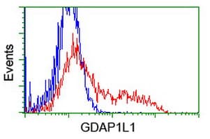 GDAP1L1 Antibody (clone OTI1G5)