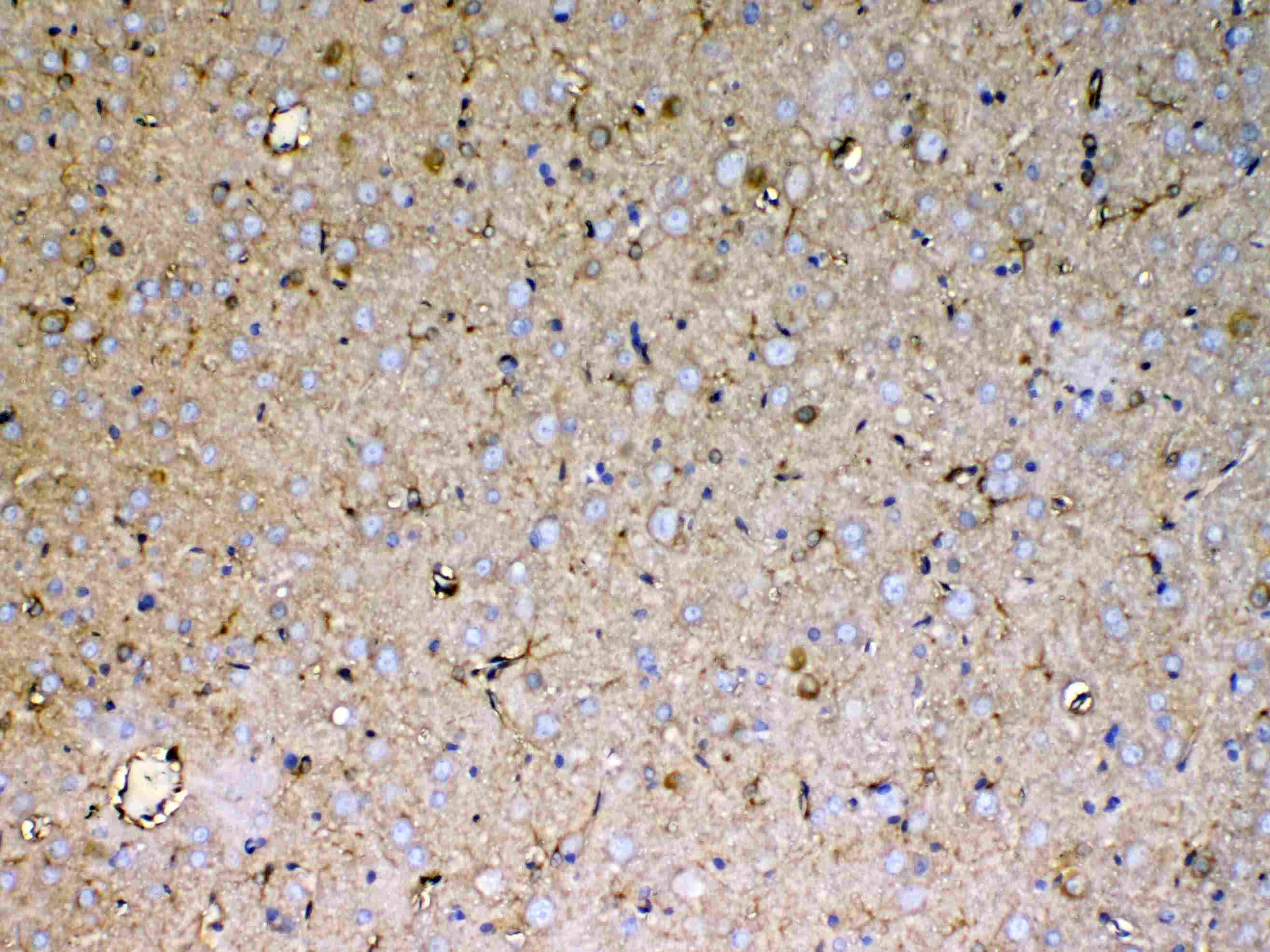 SACS / Sacsin Antibody