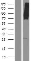 MFSD6 Protein (Over-Expression Lysate Myc-DDK (Flag))