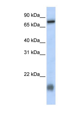 LCA5L Antibody (N-Terminus)