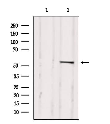 TFDP1 Antibody