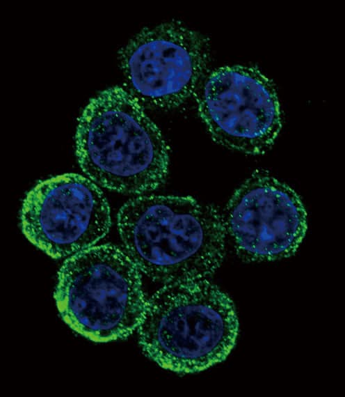 EXT2 Antibody (aa182-209)