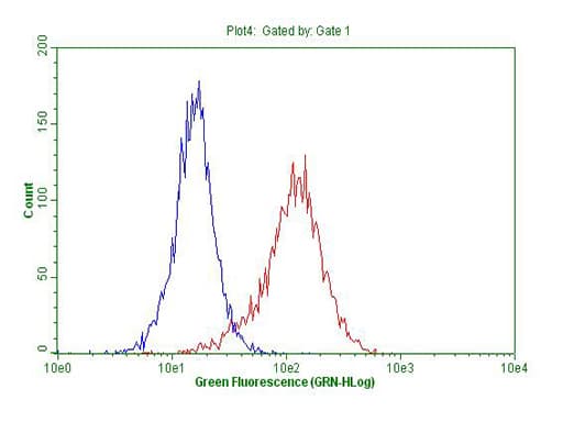 Monoclonal Mouse anti-Human ARHGEF2 / GEF-H1 Antibody (clone OTI5F2, WB)