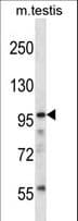 SUGP2 / SFRS14 Antibody (aa1010-1039)