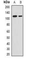 RNF40 / STARING Antibody