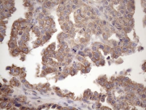 AMTN Antibody (clone OTI2D9, Carrier-free)