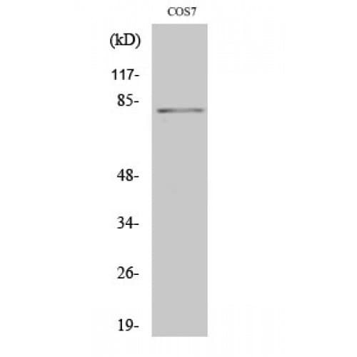 STAT4 Antibody (630-710 aa)