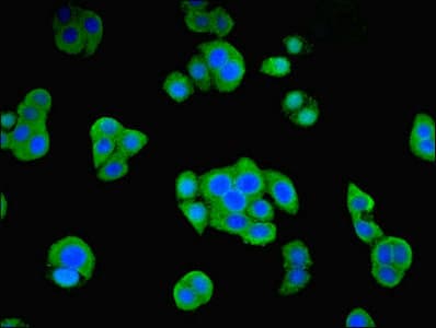 ORC4L / ORC4 Antibody