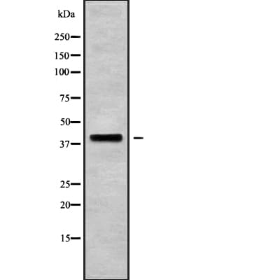 BNIPL Antibody