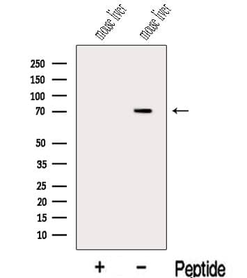 KCNA4 / Kv1.4 Antibody