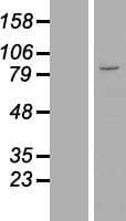ZNF184 Protein (Over-Expression Lysate Myc-DDK (Flag))