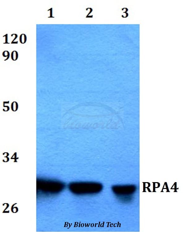 RPA4 Antibody