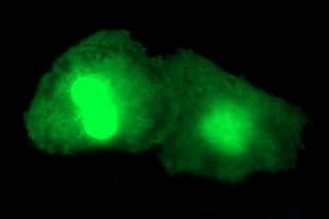 PARVA Antibody (clone OTI1C10)