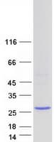 Human APOBEC3A Protein (Recombinant Myc-DDK (Flag))