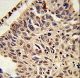 Histone H4 Antibody (aa1-30)