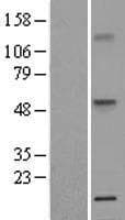 TNFRSF1A / TNFR1 Protein (Over-Expression Lysate Myc-DDK (Flag))