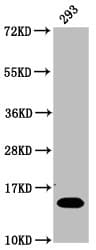 HIST1H2BN Antibody