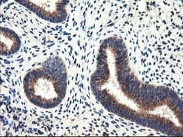 ENPEP / Aminopeptidase A Antibody (clone OTI1C4, Carrier-free)