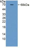 ADIPOR2 Antibody (aa180-367, PE)