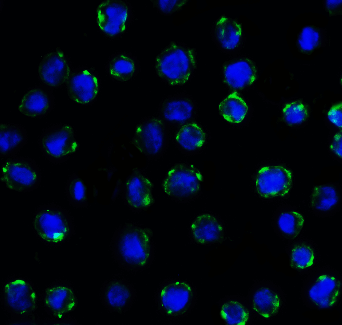 CD276 / B7-H3 Antibody (clone 10G6)