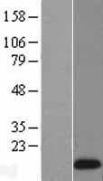 REG1A Protein (Over-Expression Lysate Myc-DDK (Flag))