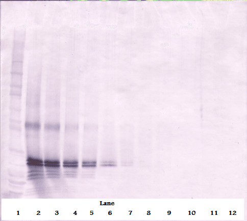 Polyclonal Rabbit anti-Human FGF17 Antibody (WB)