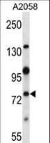 Polyclonal Rabbit anti-Mouse NEK8 Antibody (aa519-547, WB)