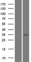 TMEM64 Protein (Over-Expression Lysate Myc-DDK (Flag))