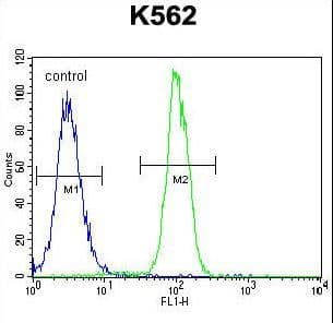 Polyclonal Rabbit anti-Human ZNF619 Antibody (aa114-143, WB)