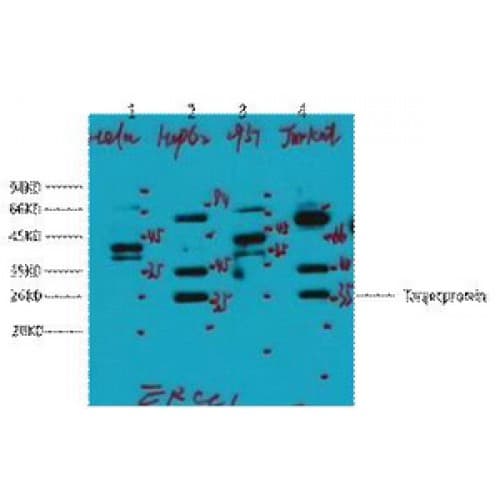 ERCC1 Antibody (clone 1B10)