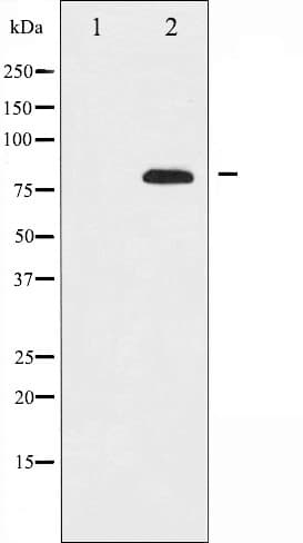 ETK / BMX Antibody