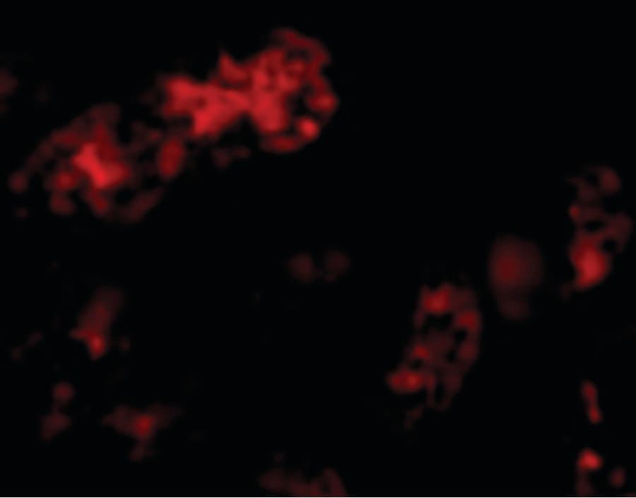 IHC-plus™ BMF Antibody