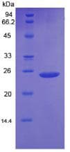 Mouse BAX Protein (Recombinant His)