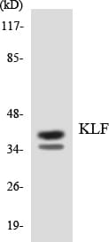 EKLF / KLF1 Antibody