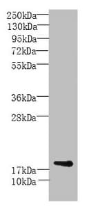 MORN5 Antibody