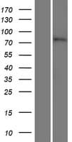 ERCC6L2 Protein (Over-Expression Lysate Myc-DDK (Flag))