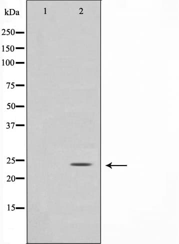 GCG / Glucagon Antibody
