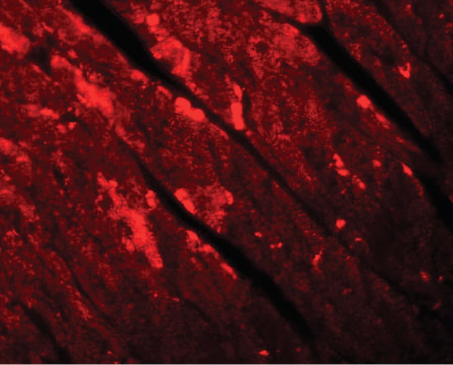 Polyclonal Rabbit anti-Human TMEM184C Antibody (IHC, IF, WB)