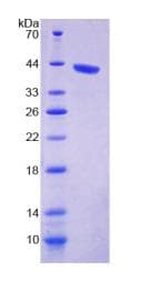 Mouse WWC1 / KIBRA Protein (Recombinant His-T7)