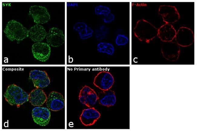 SYK Antibody (clone SYK-01)