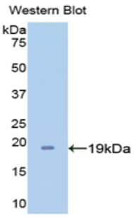 APOA1 / Apolipoprotein A 1 Antibody (aa122-267, APC)