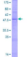 Human T2R5 / TAS2R5 Protein (Recombinant GST)