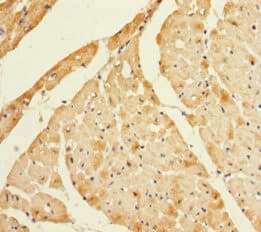 LYZL1 Antibody (aa1-194)