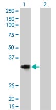Monoclonal Mouse anti-Human CCND2 / Cyclin D2 Antibody (clone 3B10, WB)