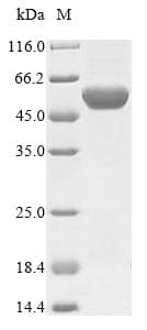 Campylobacter jejuni flaB Protein (Recombinant)