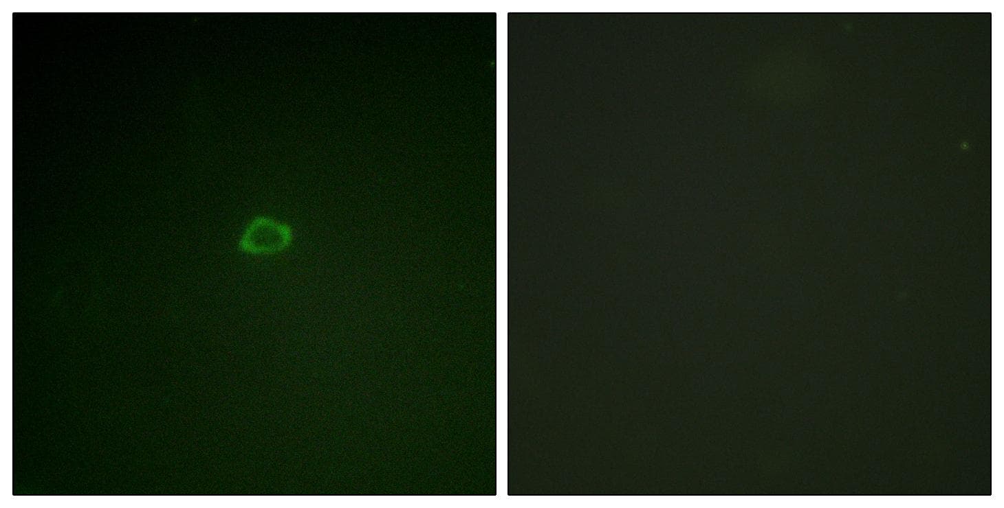 EIF4EBP1 / 4EBP1 Antibody
